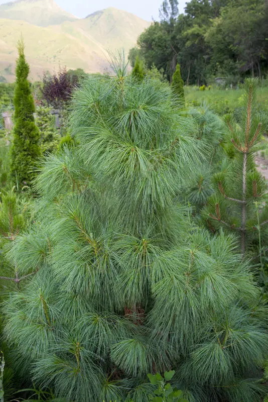 Сосна гималайская (Pinus wallichiana)