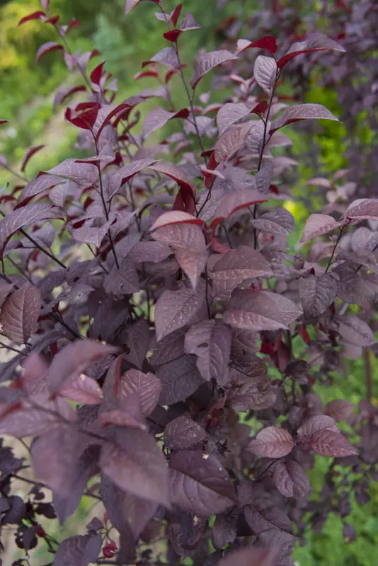 Слива растопыренная Нигра (Prunus cerasifera Nigra)