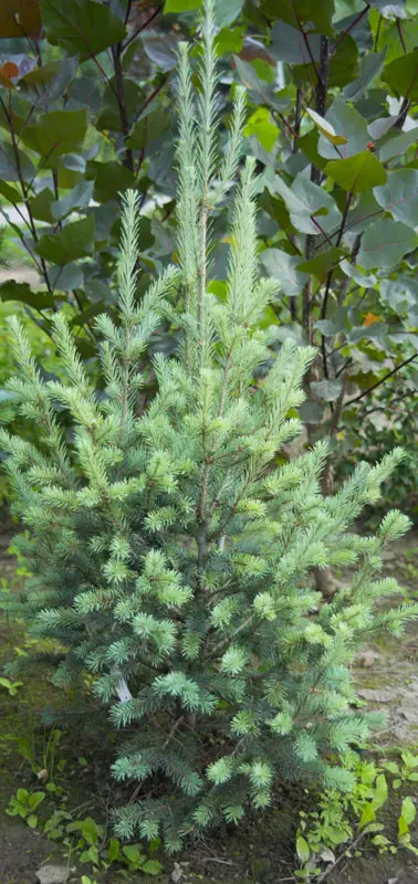 Псевдотсуга Мензиса Фастигиата (Pseudotsuga menziesii Moerheim Fastigiata)