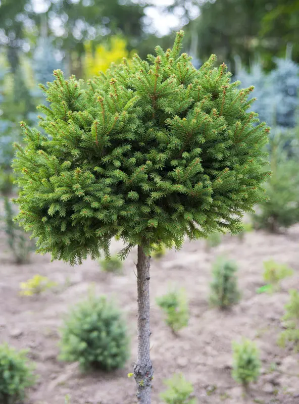 Ель обыкновенная Пигмея (Picea abies Pygmaea)