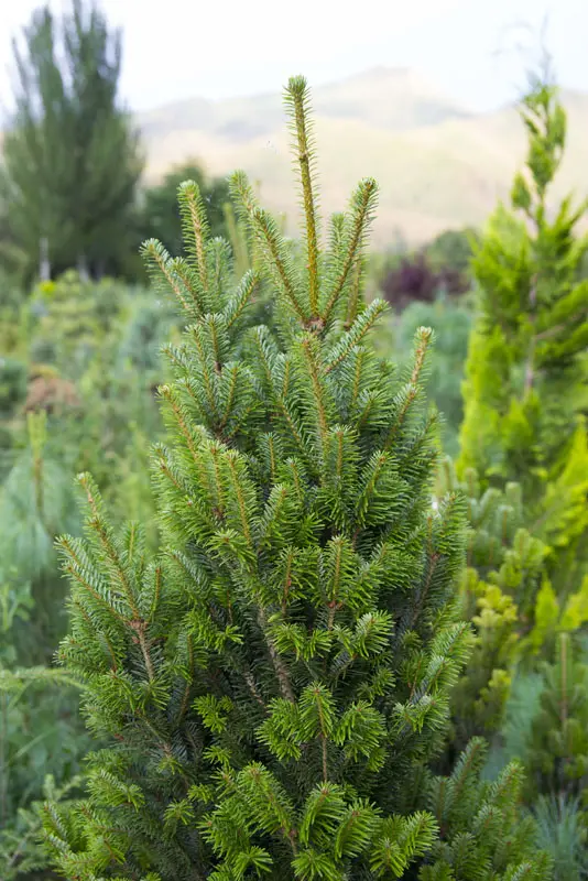 Пихта белая Пирамидальная (Abies alba Pyramidalis)