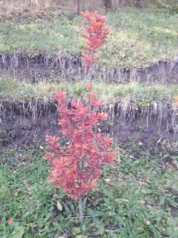 Дуб черешчатый Кримсон Спайр (Quercus robur Crimson Spire)