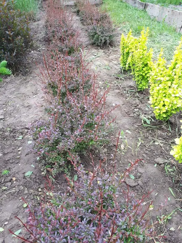 Барбарис тунберга Ред Дрим (Berberis thunbergii Red Dream)