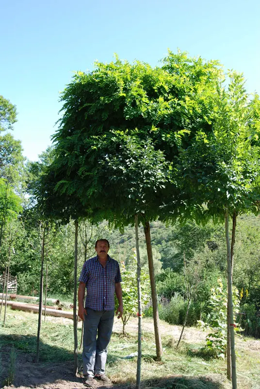 Робиния псевдоакация Умбракулифера (Robinia pseudoacacia Umbraculifera)