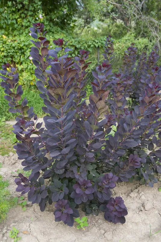 Скумпия кожевенная Роял Перпл (Cotinus coggygria Royal Purple)