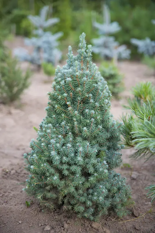 Ель сизая Сандерс Блу (Picea glauca Sander's Blue)