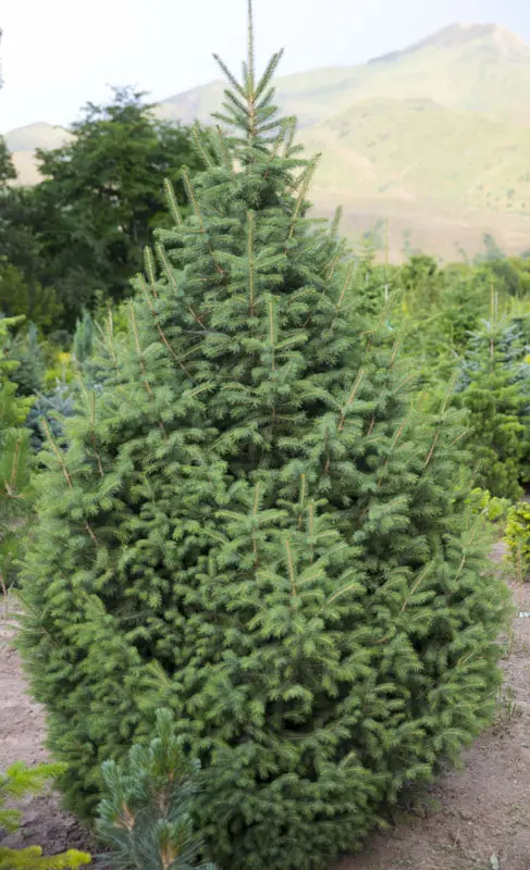 Ель Шренка (Picea schrenkiana)