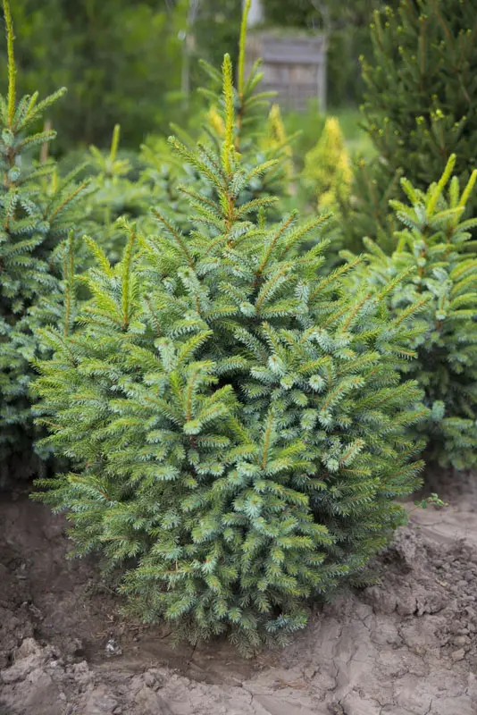 Ель сербская Нана (Picea omorika Nana)