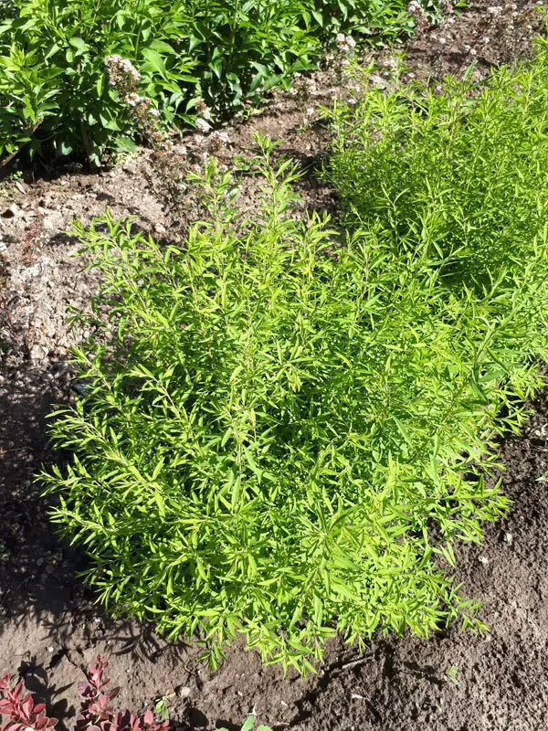 Спирея Тунберга (Spiraea thunbergii)