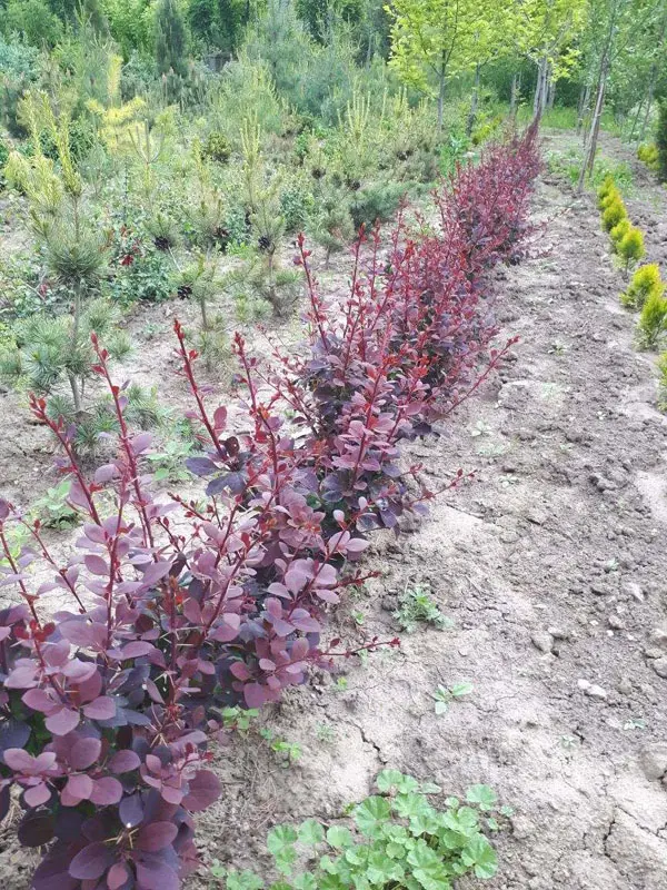 Барбарис оттавский Суперба (Berberis х ottawensis Superba)
