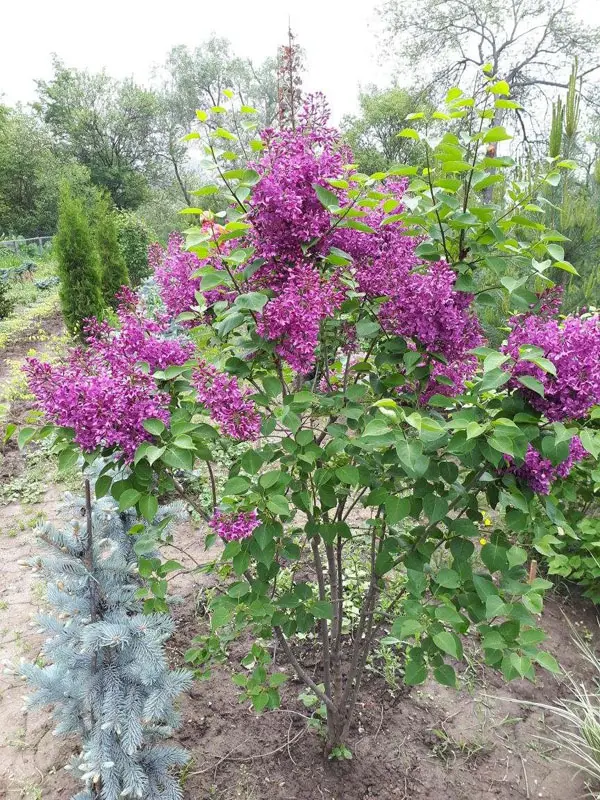 Сирень обыкновенная Кардинал (Syringa vulgaris Kardynal)