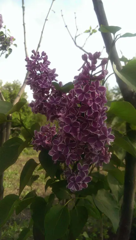 Сирень обыкновенная Сенсация (Syringa vulgaris Sensation)