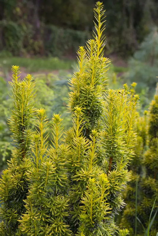 Тис ягодный Давид (Taxus baccata David)