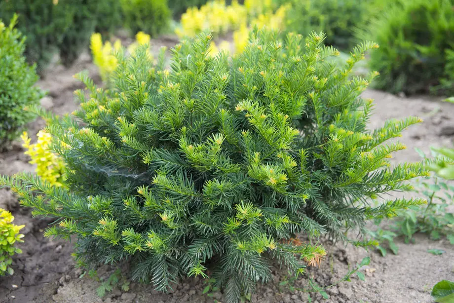 Тис ягодный Репанденс (Taxus baccata Repandens)