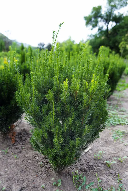 Тис средний Хилли (Taxus media Hillii)