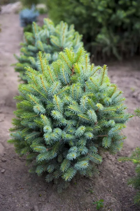 Ель ситхинская Тенас (Picea sitchensis Tenas)