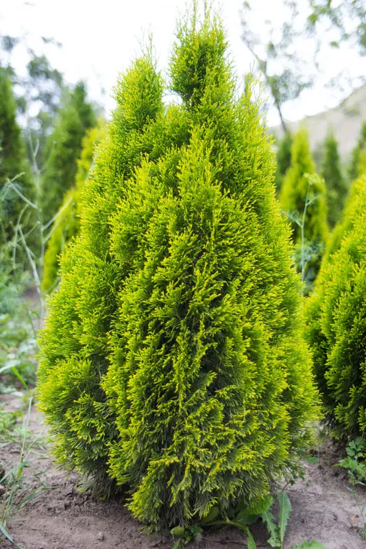 Туя западная Голден Смарагд (Thuja occidentalis Golden Smaragd)