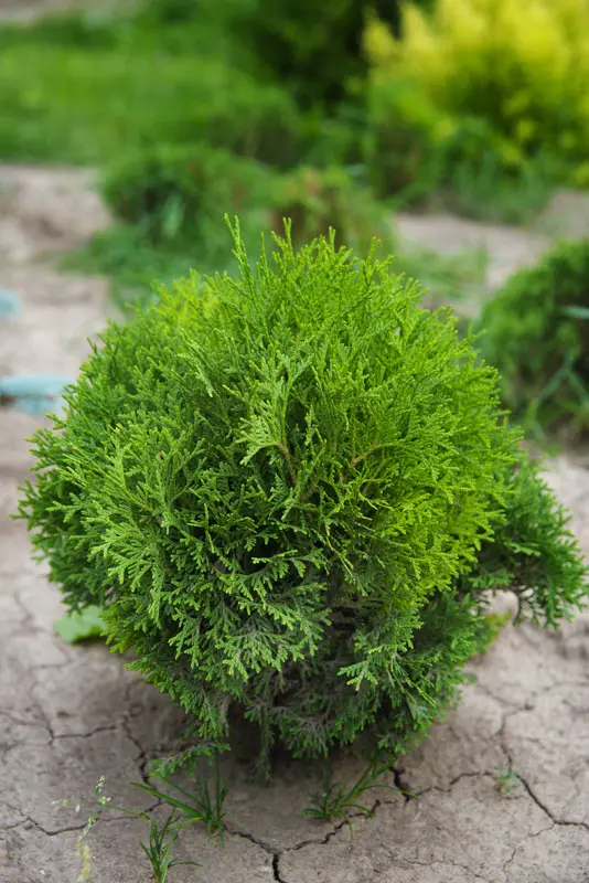 Туя западная Даника (Thuja occidentalis Danica)