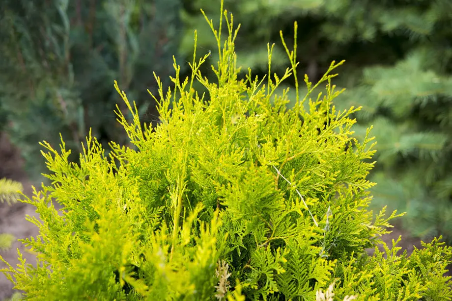Туя западная Голден Брабант (Thuja occidentalis Golden Brabant)