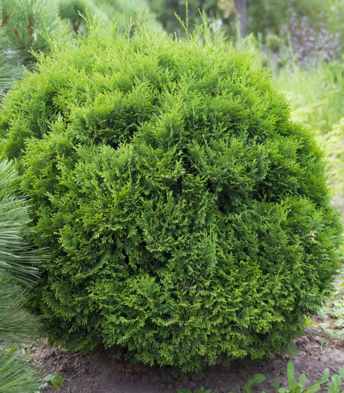 Туя западная Холмструп (Thuja occidentalis Holmstrup)