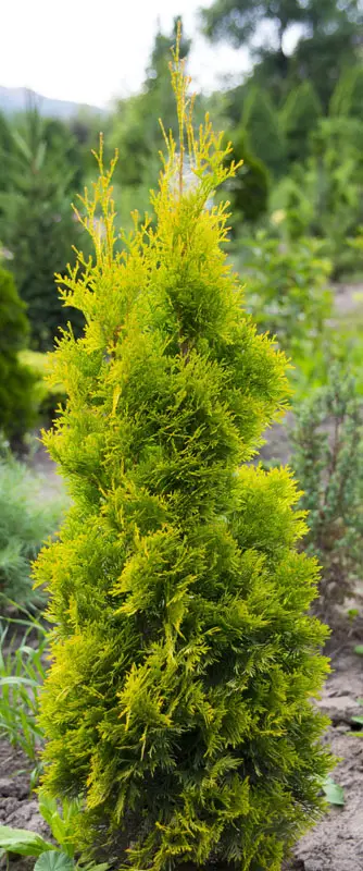 Туя западная Янтарь (Thuja occidentalis Jantar)
