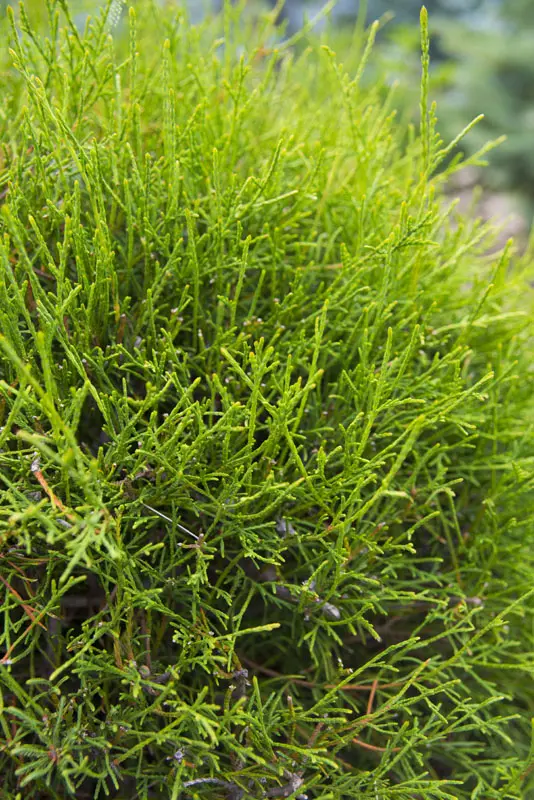 Туя западная Олендорфи (Thuja occidentalis Ohlendorffii)