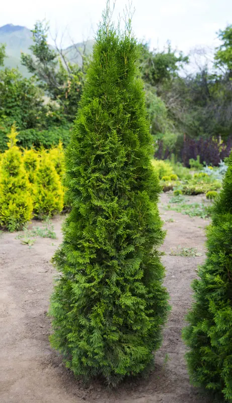 Туя западная Смарагд (Thuja occidentalis Smaragd)