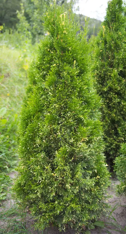 Туя западная Смарагд Вариегата (Thuja occidentalis Smaragd Variegata)