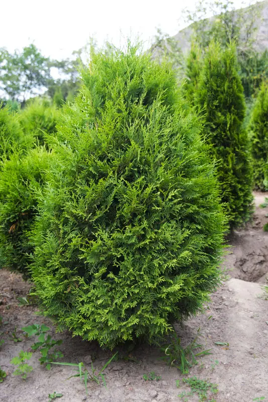 Туя западная Веймар (Thuja occidentalis Weimar)