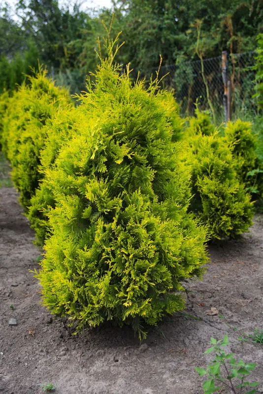 Туя западная Еллоу Риббон (Thuja occidentalis Yellow Ribbon)