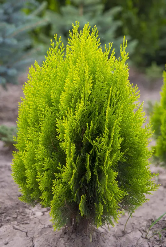 Туя восточная Ауреа Нана / Платикладус (Thuja orientalis Aurea Nana)