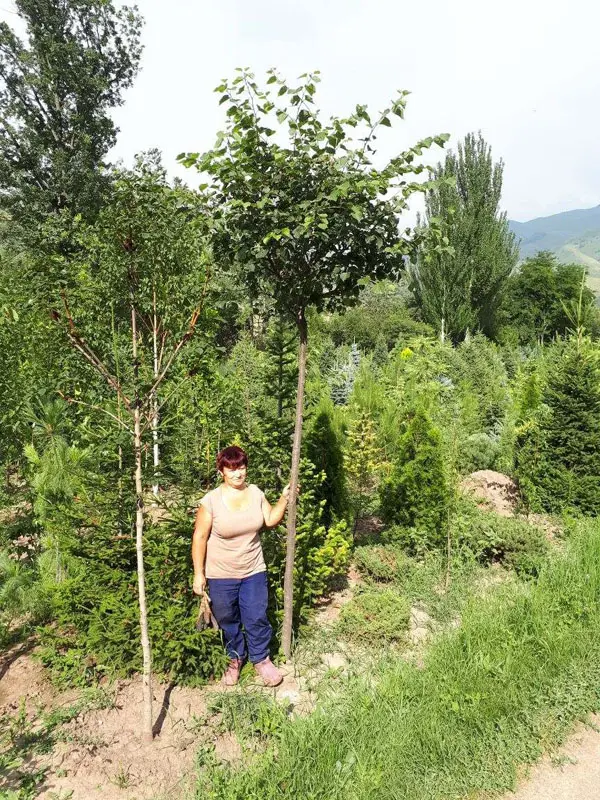 Липа мелколистная Грин Глоб (Tilia cordata Green Globe)