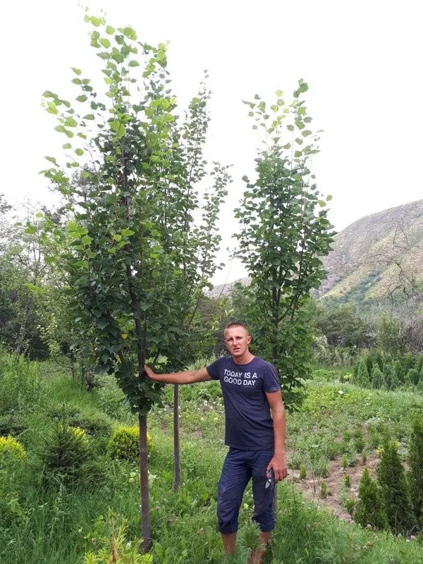 Липа мелколистная Ранчо (Tilia cordata Rancho)