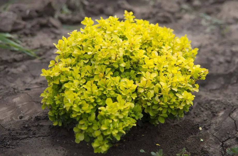 Барбарис тунберга Тини Голд (Berberis thunbergii Tiny Gold)