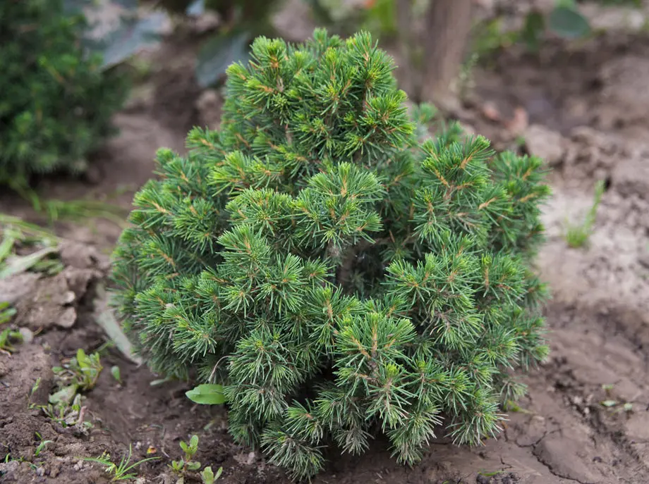 Ель обыкновенная Томпа (Picea abies Tompa)