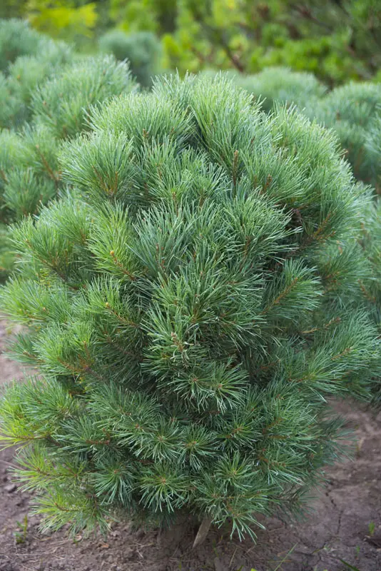Сосна обыкновенная Ватерери (Pinus sylvestris Watereri)