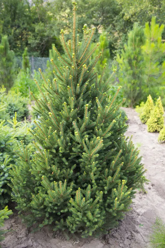 Ель обыкновенная Виллс Цверг (Picea abies Will's Zwerg)